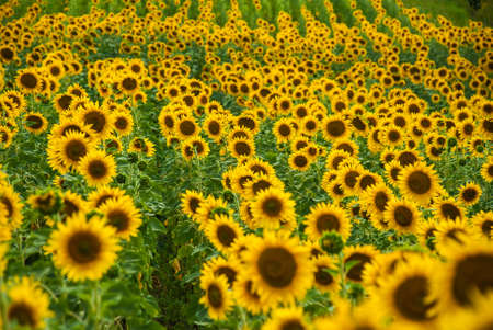 Sunflower natural background. Sunflower bloomingの写真素材