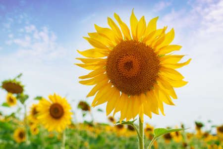Sunflower natural background. Sunflower bloomingの写真素材