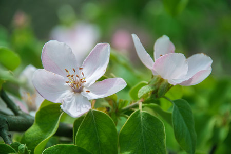 Blossom of quince in late spring.