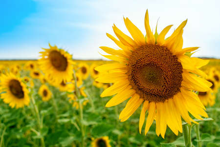 Sunflower natural background. Sunflower bloomingの写真素材