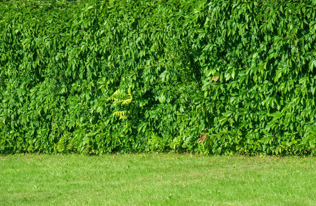 leaves of ivy covering the wall.