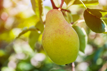 Fresh juicy pears on pear tree branch. Organic pears in natural environment. Crop of pears in summer garden.の写真素材