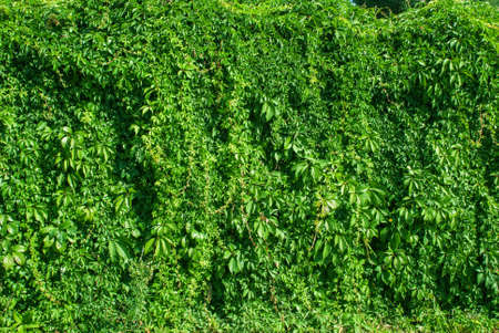 leaves of ivy covering the wall.の写真素材