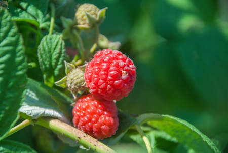 branch of ripe raspberries in a garden.の写真素材