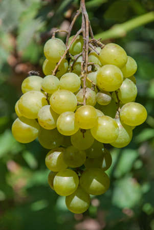 A bunch of green grapes at vineyard.の写真素材