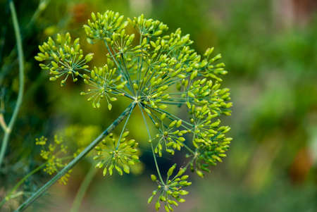 Insects on flowers of dill (Anethum graveolens).の写真素材