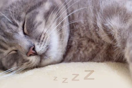 Portrait of gray cat sleeping on towel.の写真素材