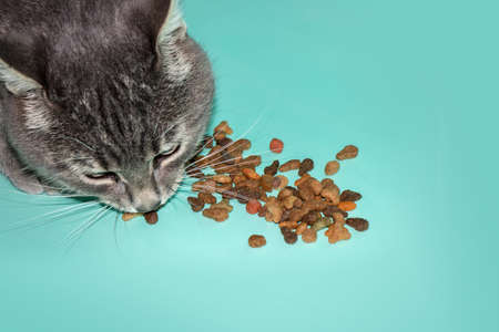 Cat eating dry cat food.の写真素材