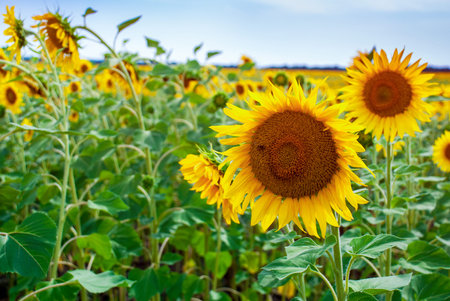Sunflower natural background. Sunflower blooming