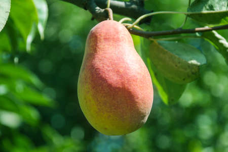 Fresh juicy pears on pear tree branch. Organic pears in natural environment. Crop of pears in summer garden.の写真素材