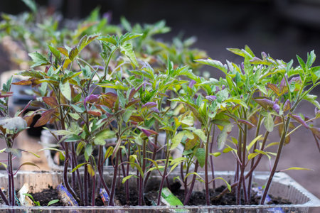 Small seedlings of lettuce growing in cultivation tray.の写真素材