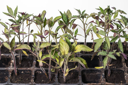 Small seedlings of lettuce growing in cultivation tray.の写真素材