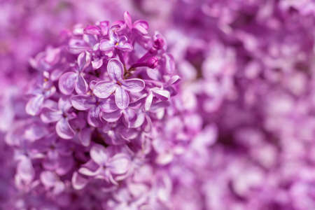 Macro image of spring lilac violet flowers, abstract soft floral background.の写真素材