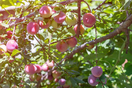 Plum tree with juicy fruits on sun light.の写真素材