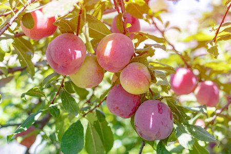 Plum tree with juicy fruits on sun light.の写真素材