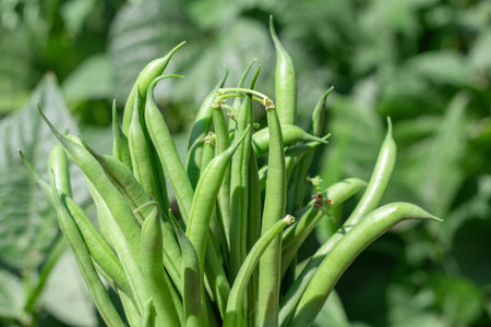Harvest of green fresh beans in a garden.