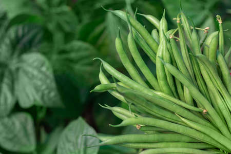 Harvest of green fresh beans in a garden.の写真素材