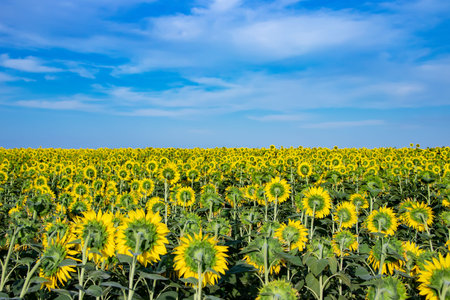 Field of backwards-facing giant sunflowers on a sunny summer day.