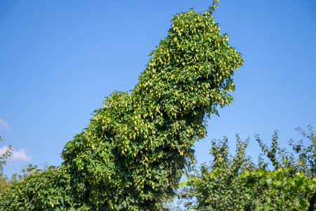 Green hops close up. Green hops is beer ingredient. Green hops agriculture