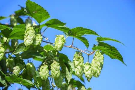 Green hops close up. Green hops is beer ingredient. Green hops agricultureの写真素材