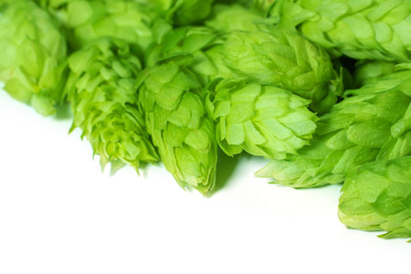 Green fresh hop cones for making beer and breadon white background close up.