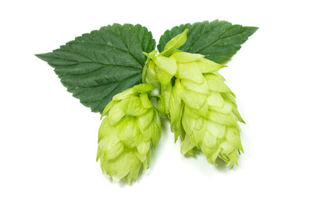 Hop cone with leaf. Isolated on white.