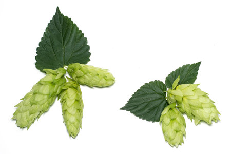 Hop cone with leaf. Isolated on white.