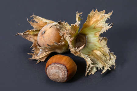 hazelnut on darck background. close up. Corylusの写真素材