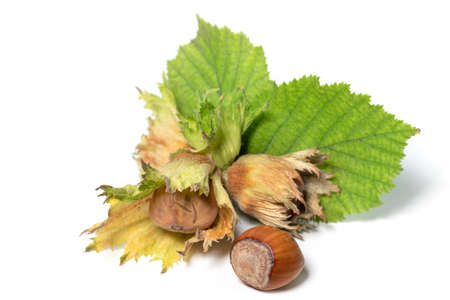 Group of hazelnuts with green leaves isolated on white background. Corylusの写真素材