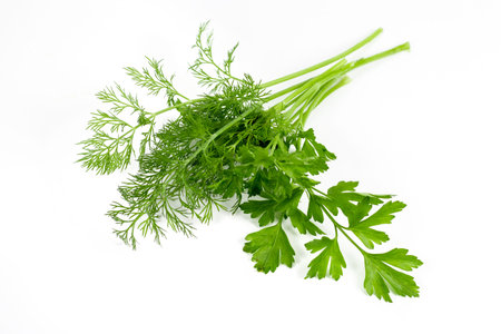dill parsley to spices bunch isolated on white background.の写真素材