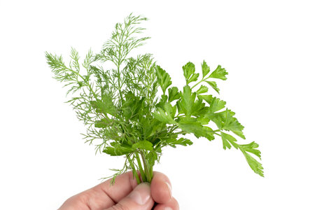 dill parsley to spices bunch hold in hand isolated on white background.の写真素材