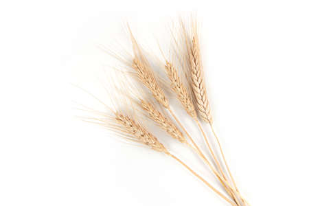 spikelets of wheat on a white background.の写真素材