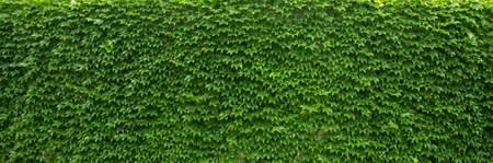 green ivy wall. texture or background. A lot of leavesの写真素材