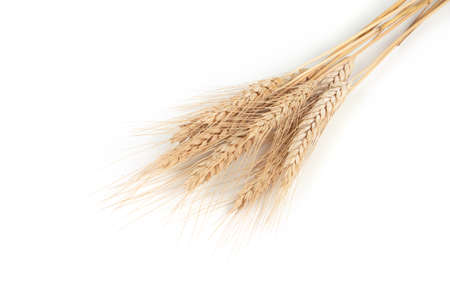 spikelets of wheat on a white background.の写真素材