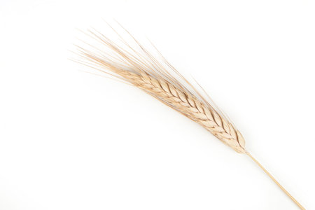 Golden wheat spikelet on a white background