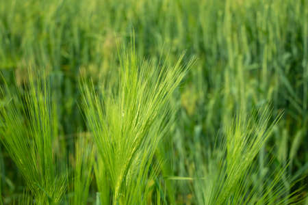 Green wheat in the field. background.の写真素材