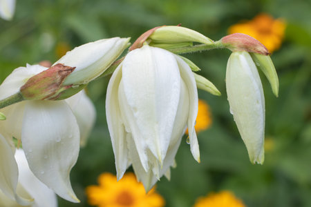 White Yucca filamentosa bush flowers, other names include Adams needle, common yucca, Spanish bayonet, bear-grass, needle-palm, silk-grass, and spoon-leaf yuccaの写真素材