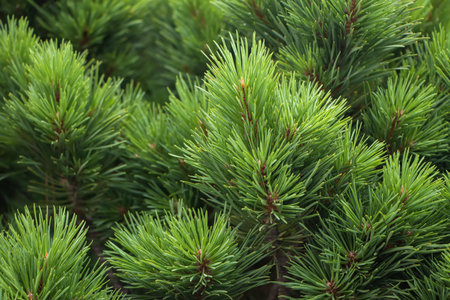 spruce branch. Beautiful branch of spruce with needles. Christmas tree in nature. green spruce....