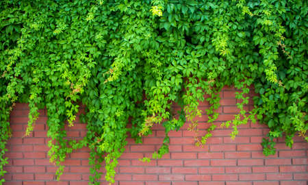 green ivy wall. Green ivy leaves on red brick wall.の写真素材