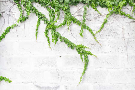 The surface of green leaves or the Ivy tree on Brick wall background white decoration wall with grunge surface textureの写真素材