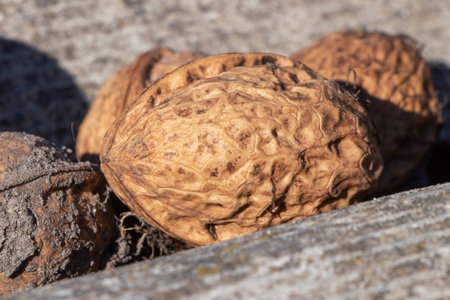Ripe and unripe walnuts on the tree stump. Fruits of a walnut. Dry unripe and ripe walnuts. Raw...