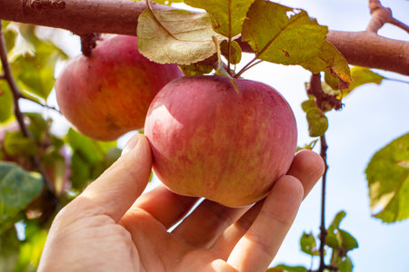 Hand picking an apple in the garden.