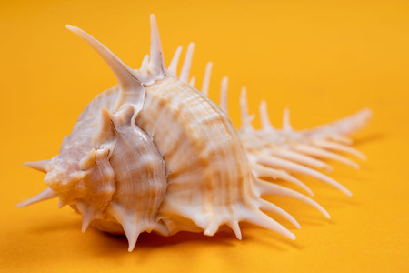 Spiny seashell on a yellow background.