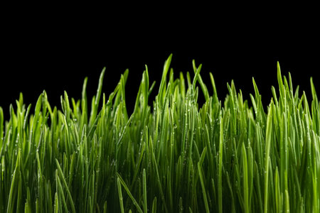 Green grass with water drops on black background. copy spaceの写真素材