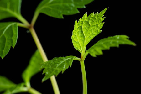 leaves Young plant on black background. Seedlings or plants illuminated by the side light