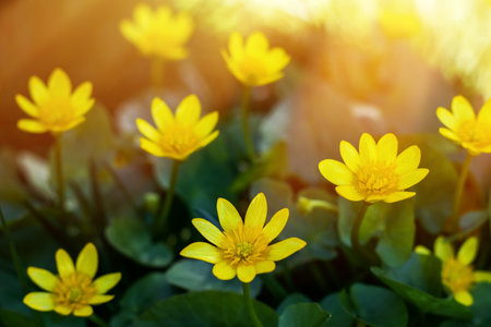 Caltha palustris - marsh plant with yellow petals. Early of primroses in swampy areas in the forests and meadows of Europe in spring and not only.の写真素材