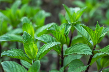 Fresh leaves green mint. plant growing backgroundの写真素材
