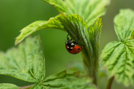 ladybug sitting on a flower leaf warm spring day on a leaf insect beetle,