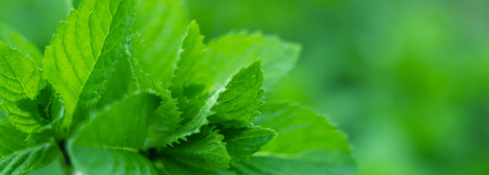 Fresh mint leaves in the garden. mint backgroundの写真素材