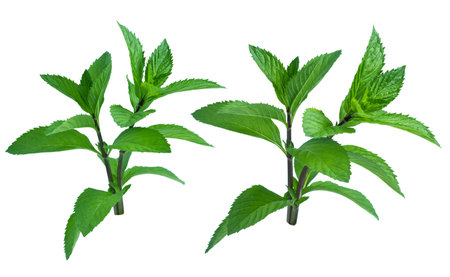 Collection of fresh mint leaves, isolated on white background.